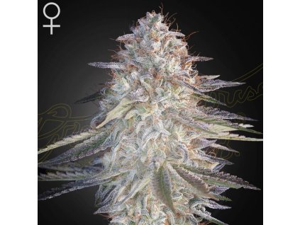 Super Lemon Haze x Pink Candy