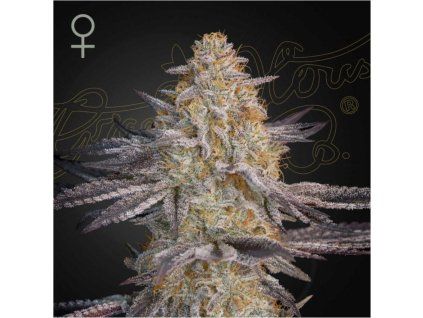 Super Lemon Haze x RS11