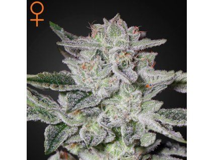 Sweet Valley Kush Green House Seeds