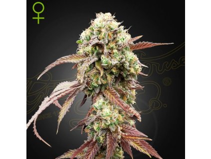 West Coast OG x Gelato 41