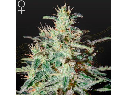 White Lemon Green House Seeds