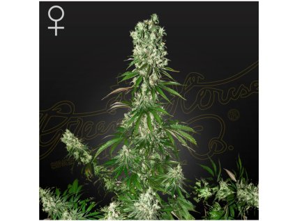 White Strawberry Skunk