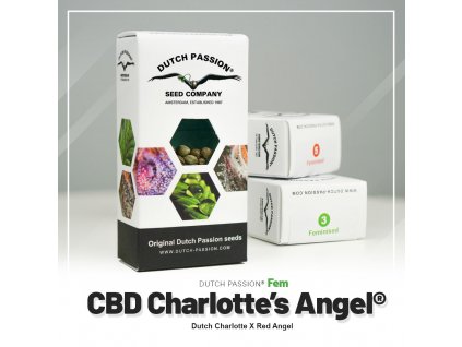 CBD Charlotte's Angel Dutch Passion