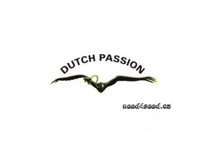 CBD Kush Dutch Passion (Počet kusů 1 semeno)