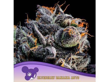 Blueberry Banana Auto 960x960