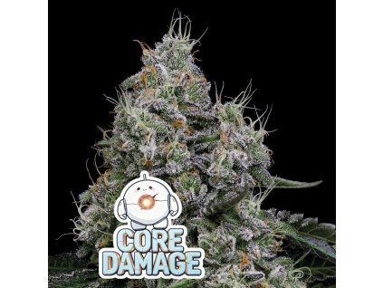Core Damage Anesia Seeds (Počet kusů 5 semen)