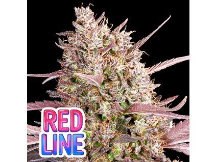 Redline Anesia Seeds (Počet kusů 5 semen)