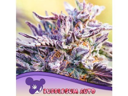 Bubblegum Auto 960x960