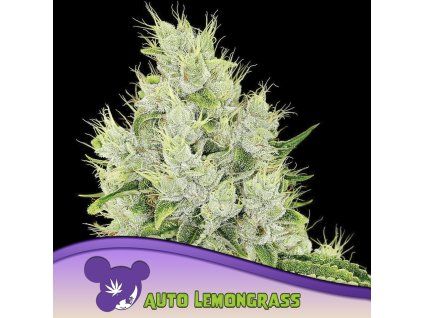 Auto Lemongrass 960x960