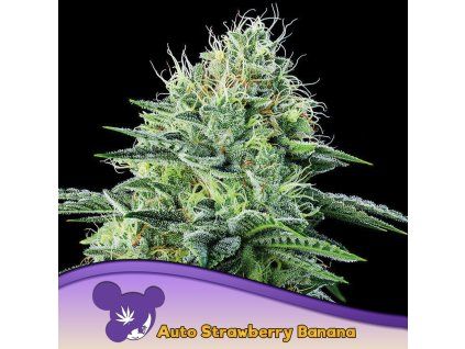 Auto Strawberry Banana 960x960