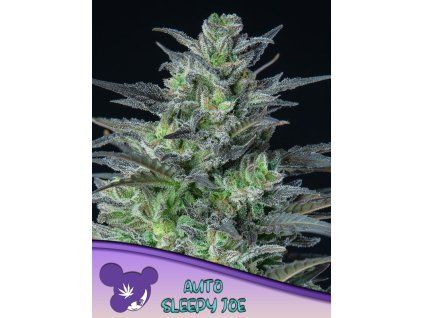 Auto Sleepy Joe 600x800 1