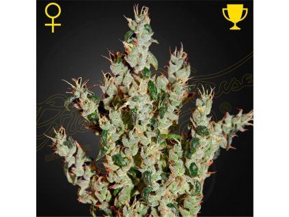 NL5 Haze Mist Green House Seeds