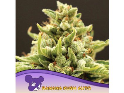 Banana Kush Auto 960x960