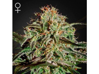 AMS green house seeds