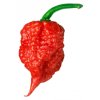 1011 1 chilli carolina reaper semena 10 ks