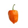 1020 1 chilli habanero orange semena 10 ks