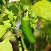 1026 chilli jalapeno early semena 10 ks