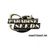 Mendocino Skunk Paradise Seeds (Počet kusů 10 semen)