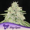 Haze Queen 960x960