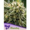 Chemdog 600x800 1
