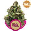 Candy Kush Express Fast Royal Queen Seeds (Počet kusů 100 semen)