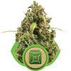 Diesel Auto Royal Queen Seeds (Počet kusů 100 semen)