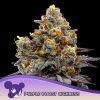 Purple Boost Highness 960x960