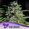 Pure Durban 960x960