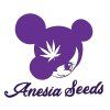 Strawberry Tree Anesia Seeds (Počet kusů 10 semen)