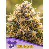 True Gold OG 600x800 1