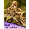 Umme 600x800 1
