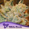 White Runtz 960x960