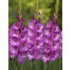 gladiolus lavender frost mecik hliza