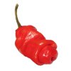 Chilli Penis Pepper Red sazenice 1 ks