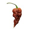 big black mama chilli sazenice