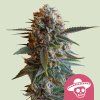Mexican Rush Royal Queen Seeds (Počet kusů 100 semen)