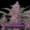 blackberry auto