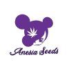 First Lady Anesia Seeds