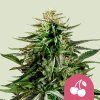 Cherry Pie Royal Queen Seeds (Počet kusů 100 semen)