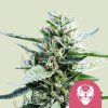 5494 granddaddy purplef
