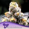Anesia Scout Cookies 960x960