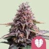 Pink Mist Royal Queen Seeds