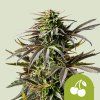 Cherry Pie Auto Royal Queen Seeds (Počet kusů 100 semen)