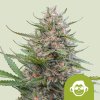 grape ape automaticA