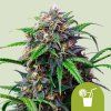 purple lemonade automatic