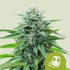 Trainwreck Auto Royal Queen Seeds (Počet kusů 100 semen)