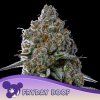 Fryday Boof 960x960