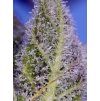 Permanent Marker XL Auto Sweet Seeds (Počet kusů 5+2 semena)