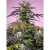 Gelonade Sweet Seeds (Počet kusů 5+2 semena)