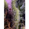 Gelonade Sweet Seeds (Počet kusů 5+2 semena)